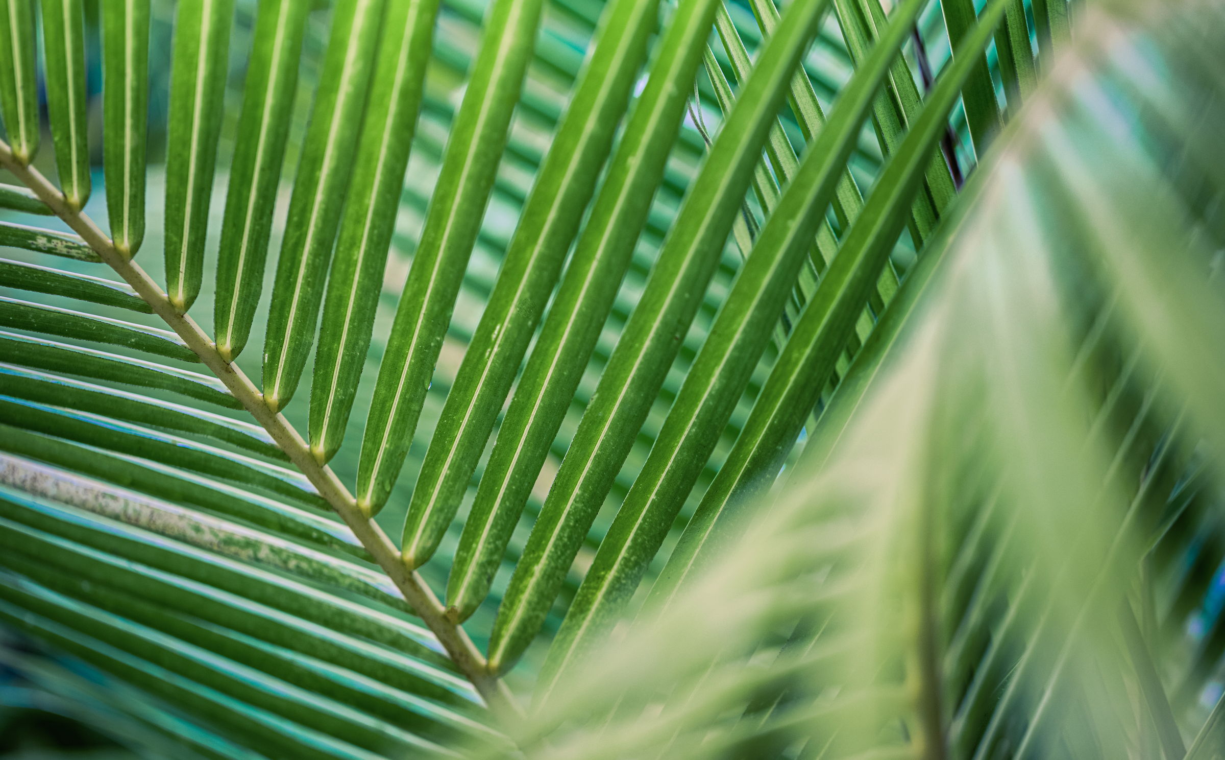 New Collection Coming SS'26